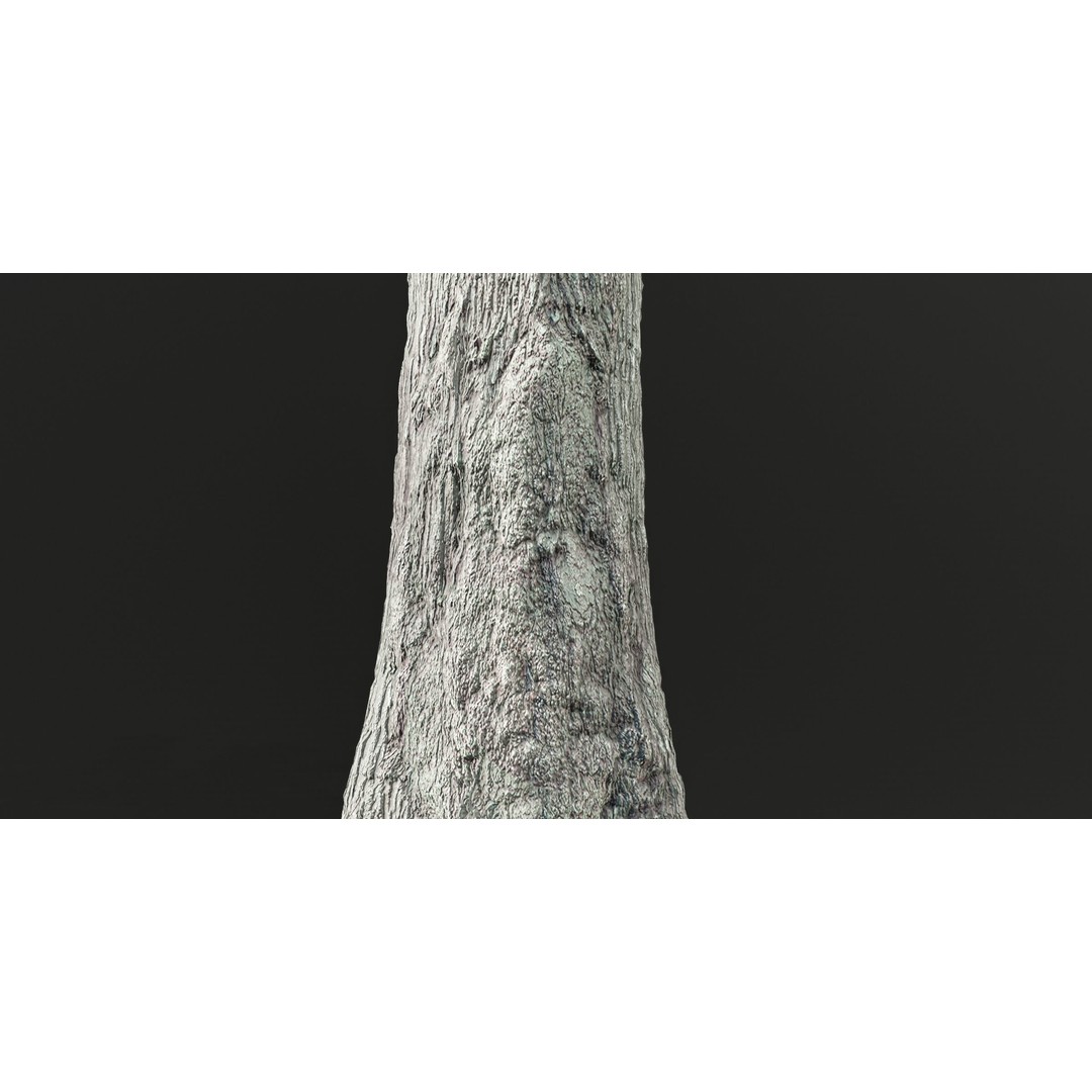 Poplar Trees 3D Model – High Poly PBR Asset for Blender, FBX, OBJ - View 4
