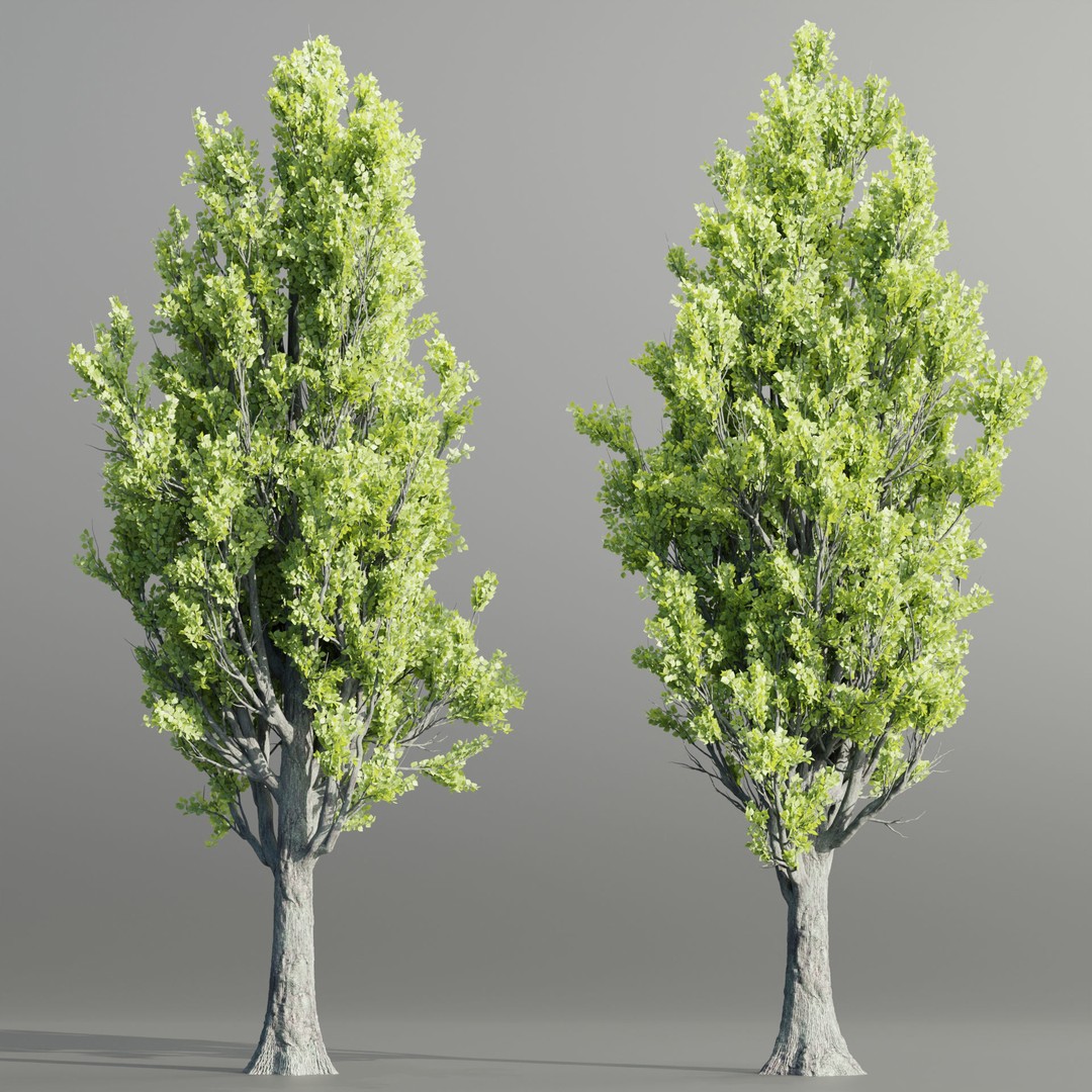 Poplar Trees 3D Model – High Poly PBR Asset for Blender, FBX, OBJ - View 5