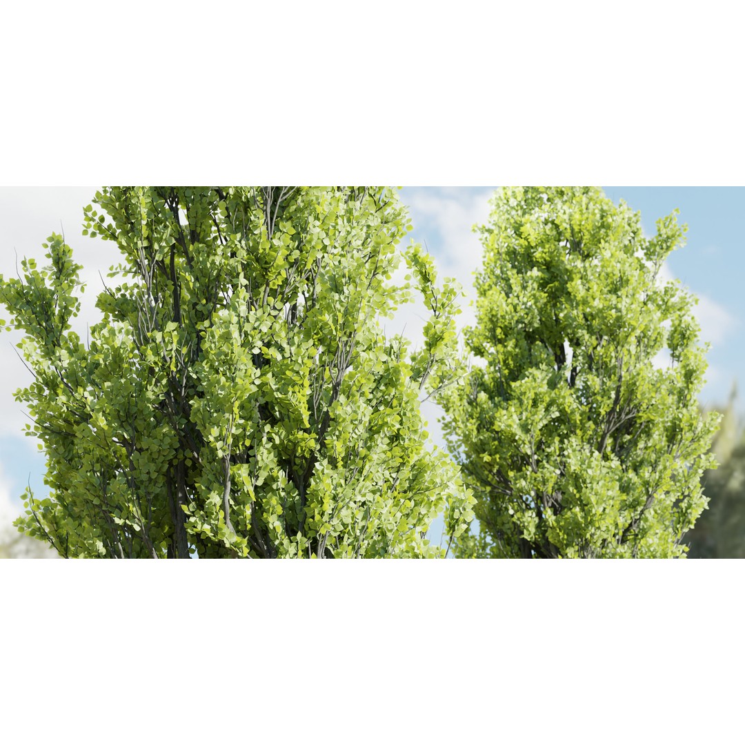Poplar Trees 3D Model – High Poly PBR Asset for Blender, FBX, OBJ - View 6