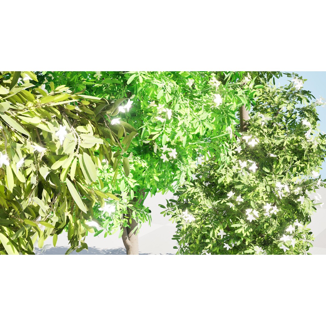 Lemon Myrtle Tree 3D Model – Low Poly Game Asset, PBR, FBX, Blender - View 12