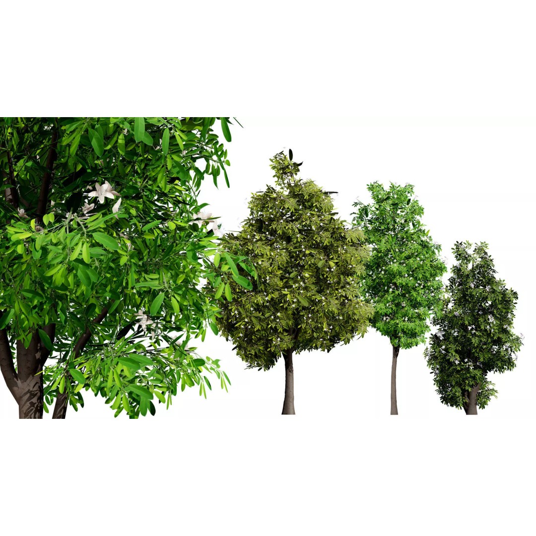 Lemon Myrtle Tree 3D Model – Low Poly Game Asset, PBR, FBX, Blender - View 2