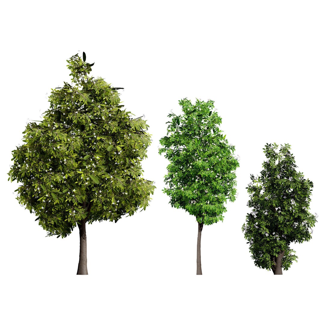 Lemon Myrtle Tree 3D Model – Low Poly Game Asset, PBR, FBX, Blender - View 3