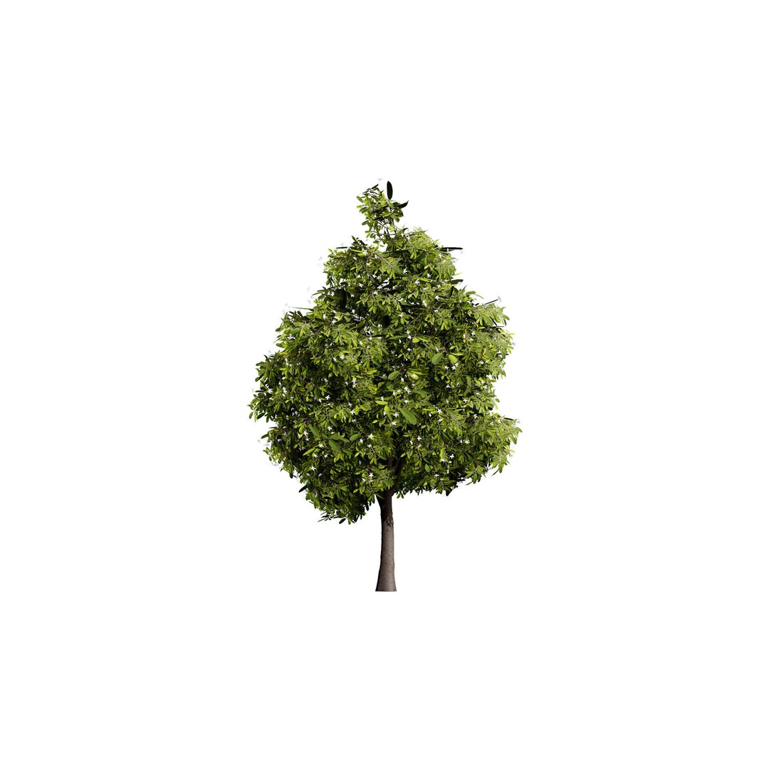 Lemon Myrtle Tree 3D Model – Low Poly Game Asset, PBR, FBX, Blender - View 4