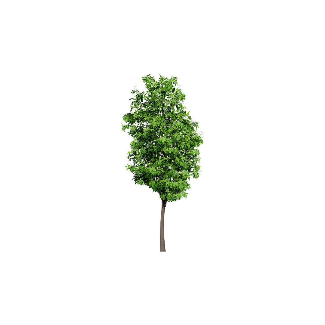 Lemon Myrtle Tree 3D Model – Low Poly Game Asset, PBR, FBX, Blender - View 5