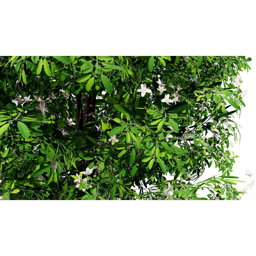 Lemon Myrtle Tree 3D Model – Low Poly Game Asset, PBR, FBX, Blender - View 6