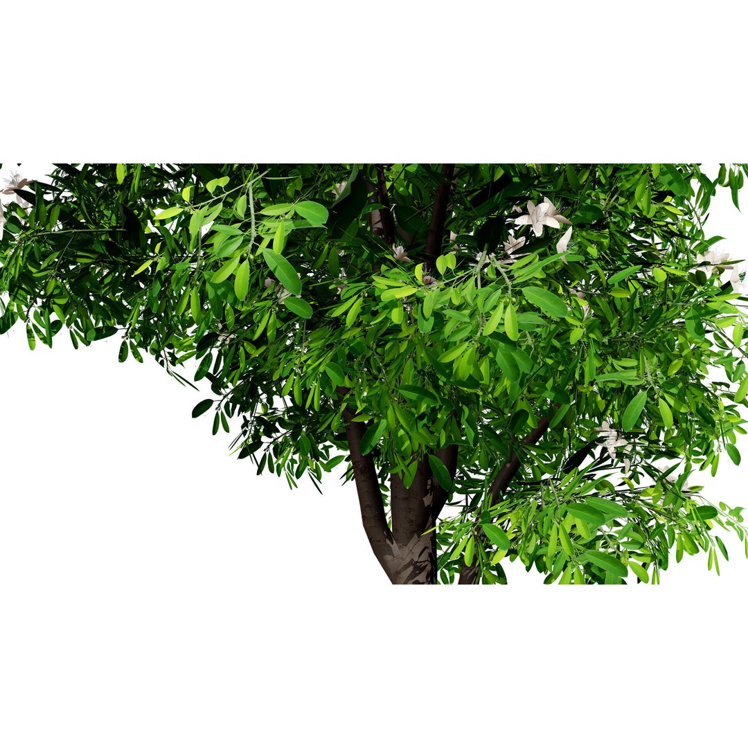 Lemon Myrtle Tree 3D Model – Low Poly Game Asset, PBR, FBX, Blender - View 7