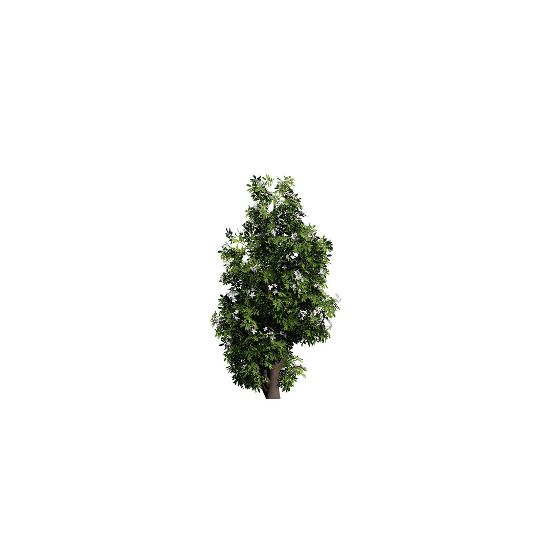 Lemon Myrtle Tree 3D Model – Low Poly Game Asset, PBR, FBX, Blender - View 8