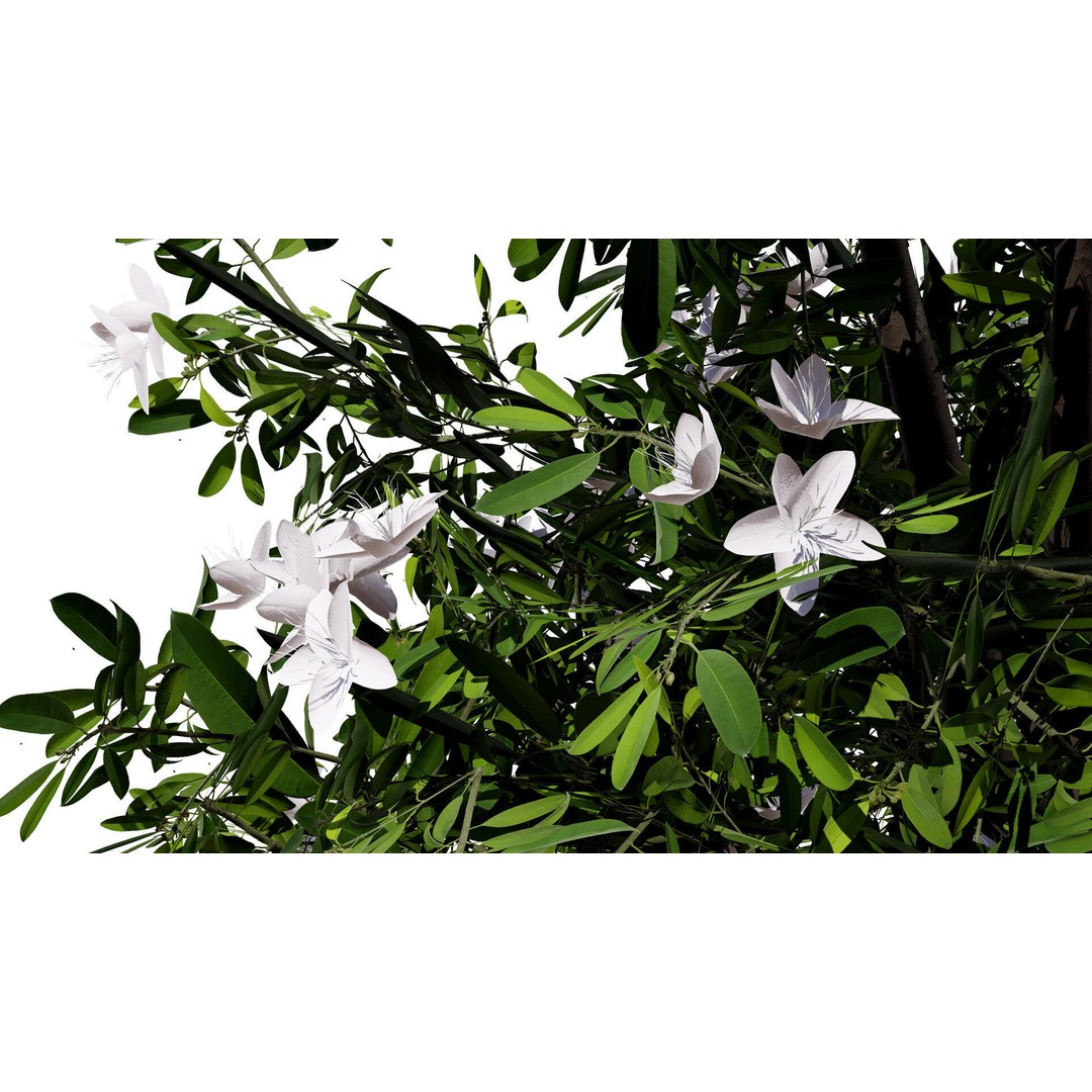 Lemon Myrtle Tree 3D Model – Low Poly Game Asset, PBR, FBX, Blender - View 9