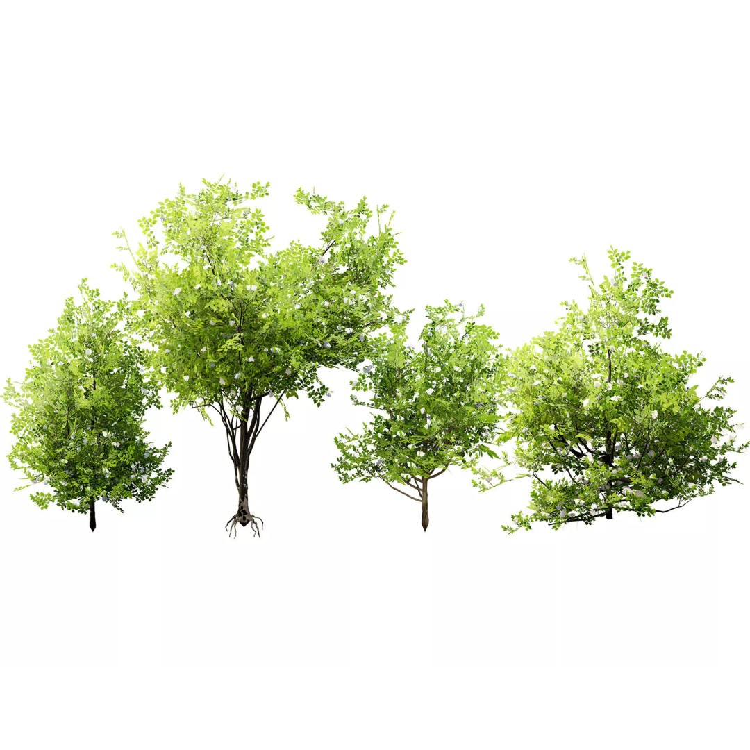Japanese Privet 3D Model – Low Poly Evergreen Shrub for Games, FBX - View 2