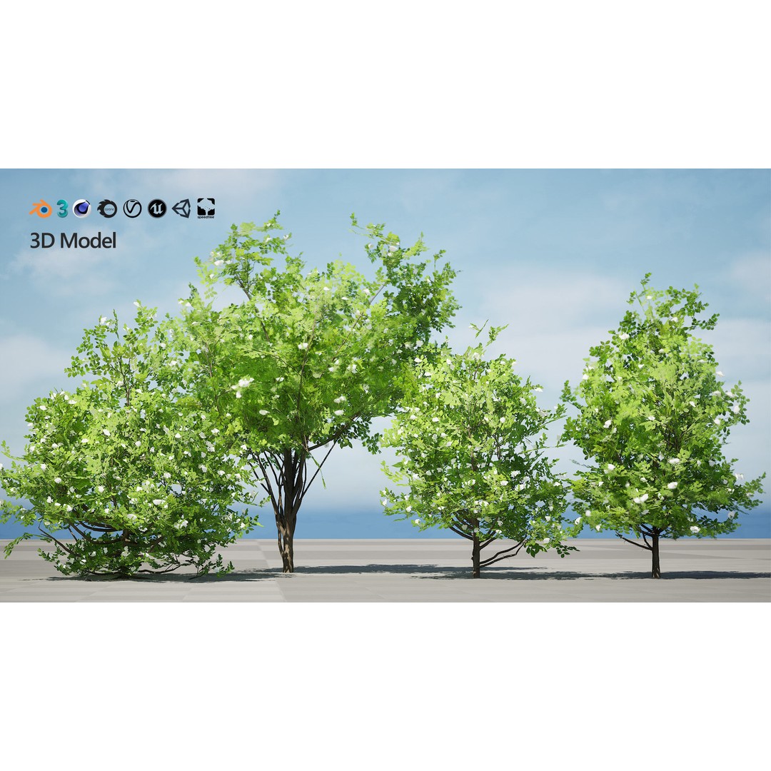 Japanese Privet 3D Model – Low Poly Evergreen Shrub for Games, FBX - View 3