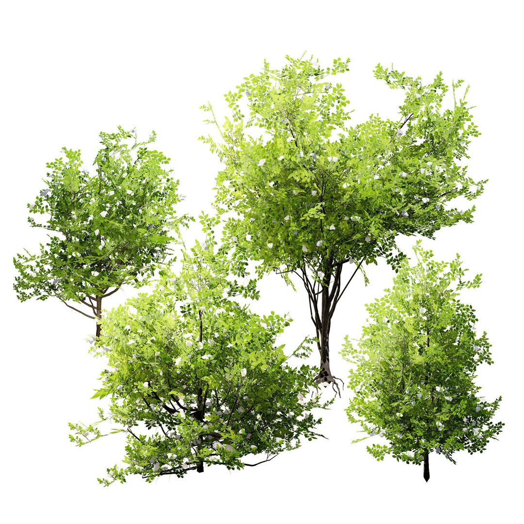 Japanese Privet 3D Model – Low Poly Evergreen Shrub for Games, FBX - View 4