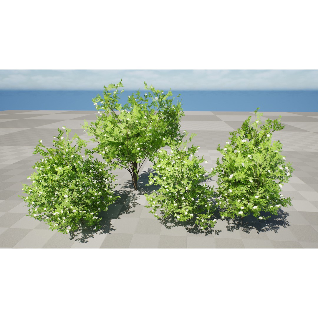 Japanese Privet 3D Model – Low Poly Evergreen Shrub for Games, FBX - View 5