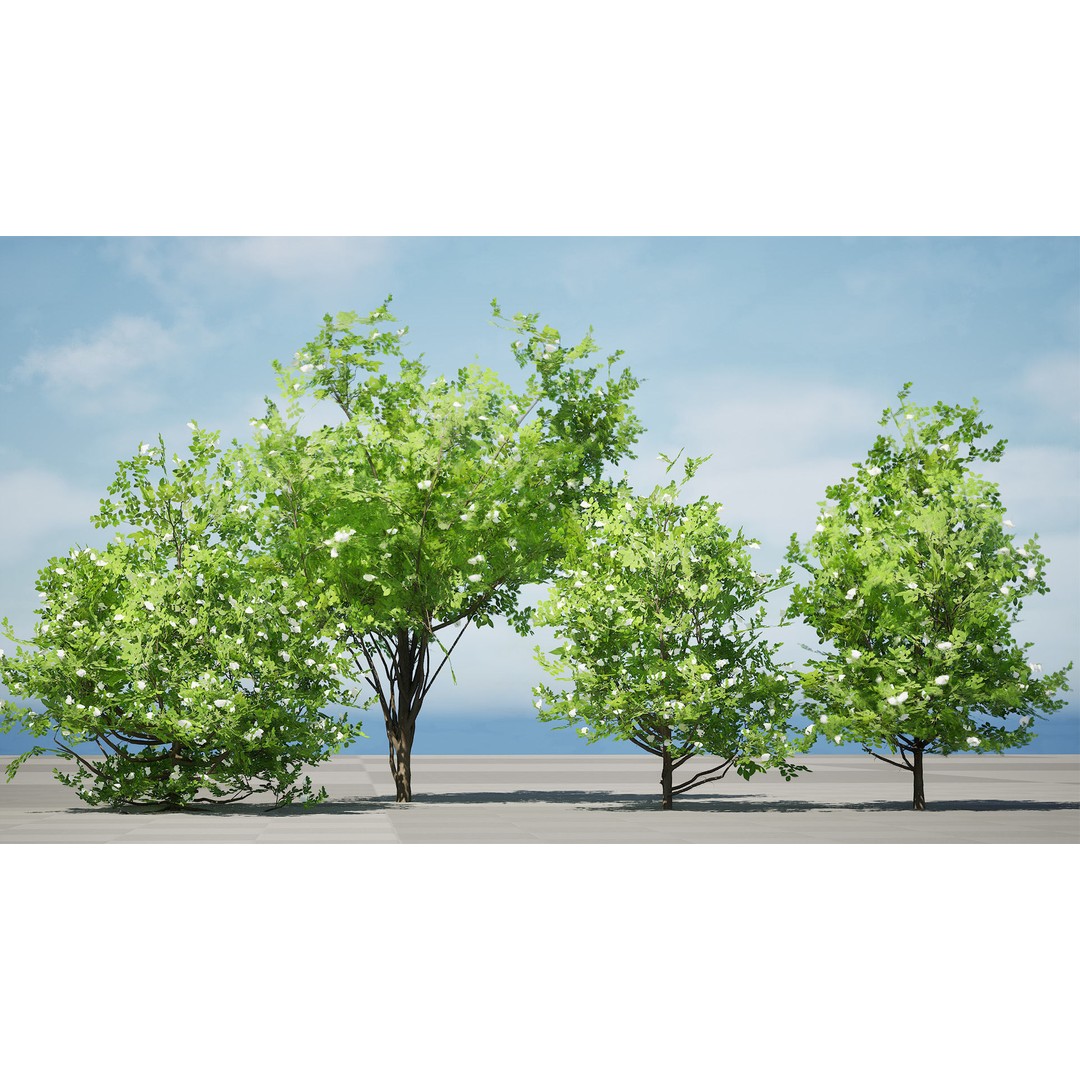 Japanese Privet 3D Model – Low Poly Evergreen Shrub for Games, FBX - View 6