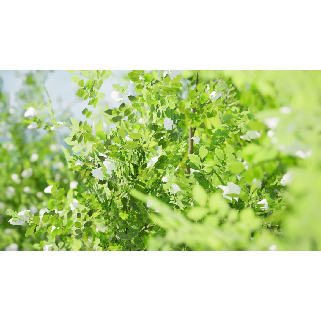 Japanese Privet 3D Model – Low Poly Evergreen Shrub for Games, FBX - View 7