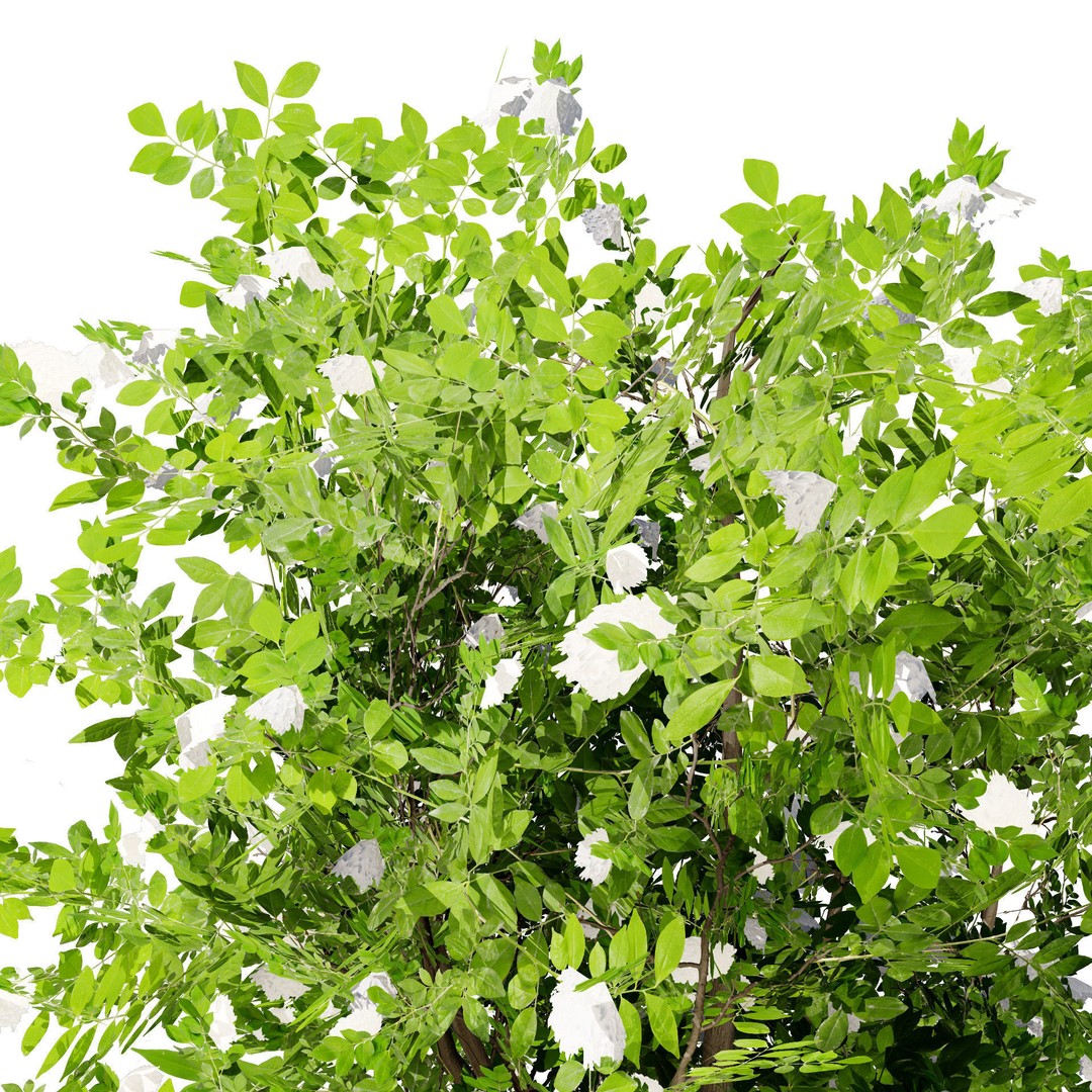 Japanese Privet 3D Model – Low Poly Evergreen Shrub for Games, FBX - View 8