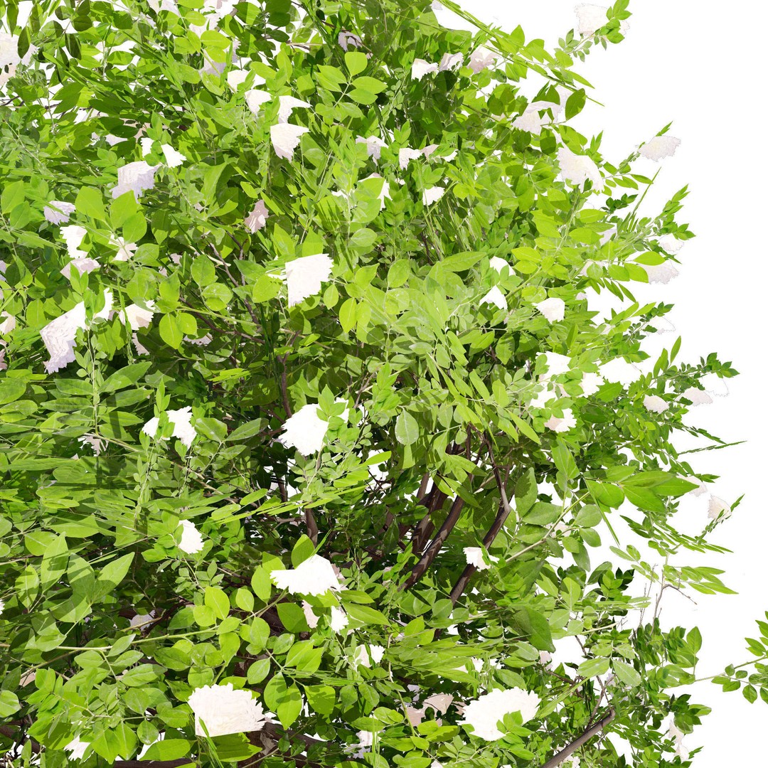 Japanese Privet 3D Model – Low Poly Evergreen Shrub for Games, FBX - View 9