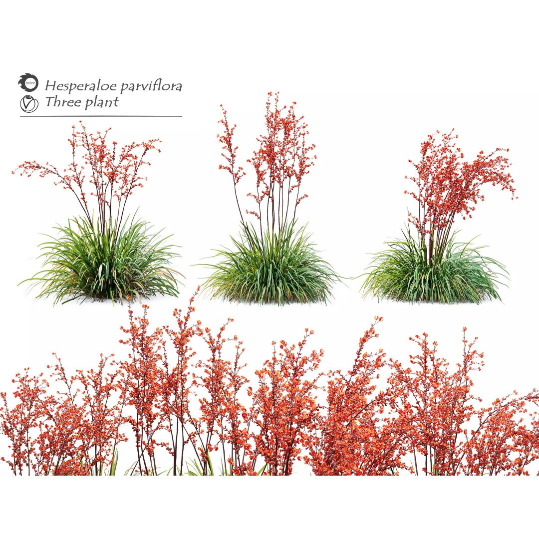 Hesperaloe Parviflora 3D Model – Realistic Plant Asset, FBX, PBR Textures - View 2