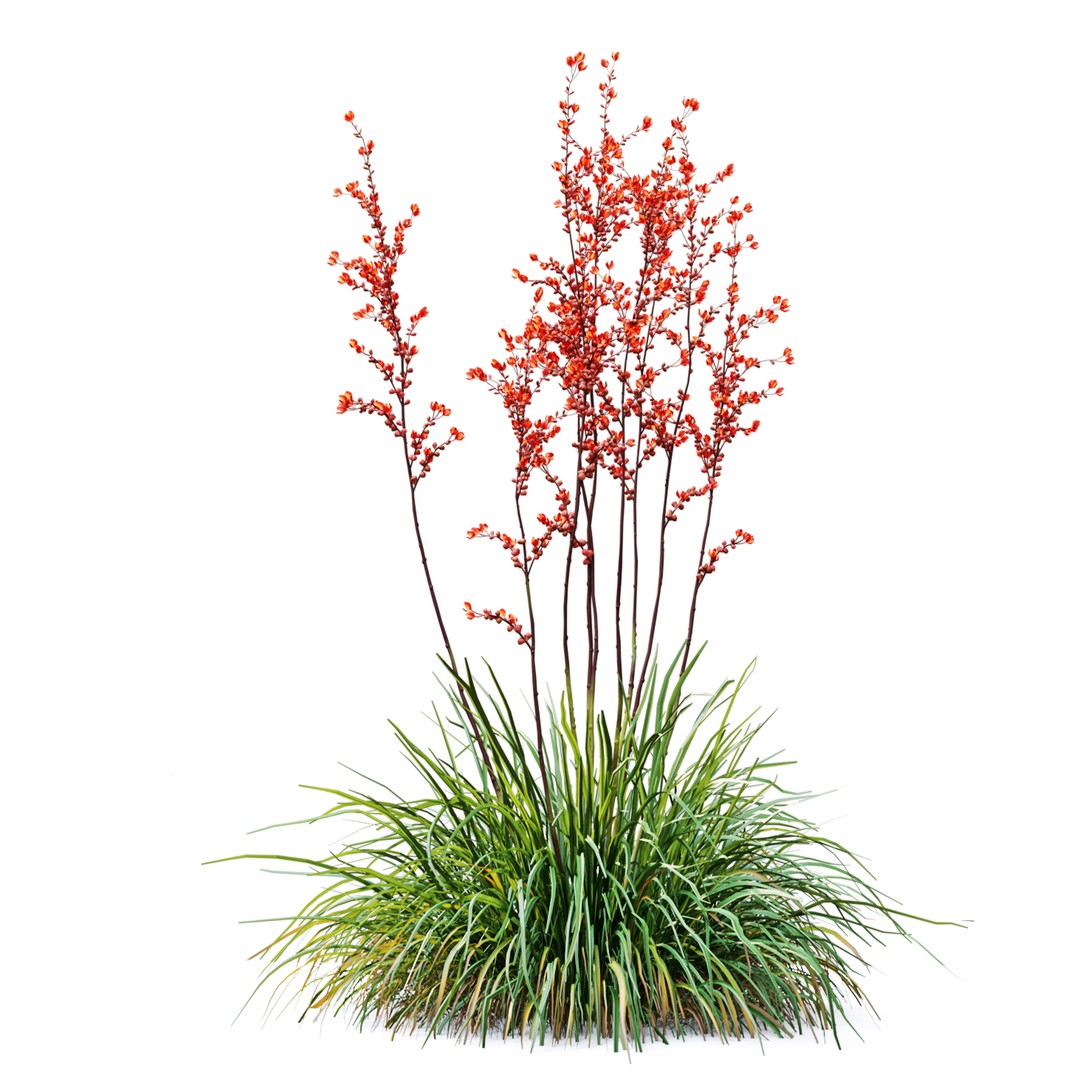 Hesperaloe Parviflora 3D Model – Realistic Plant Asset, FBX, PBR Textures - View 6