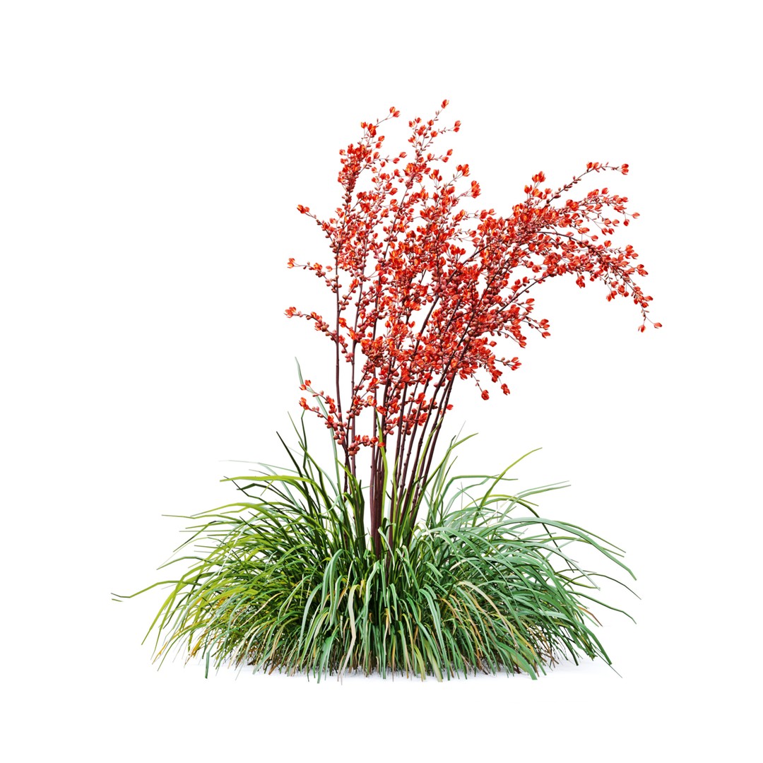 Hesperaloe Parviflora 3D Model – Realistic Plant Asset, FBX, PBR Textures - View 7