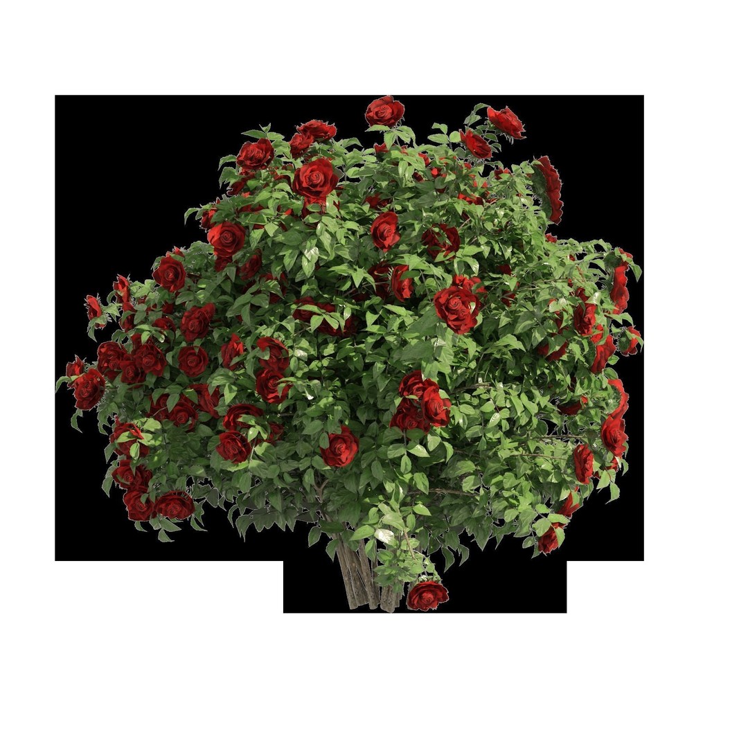 Red Rose Flower Bush 3D Model – Low Poly Game Asset, FBX, OBJ