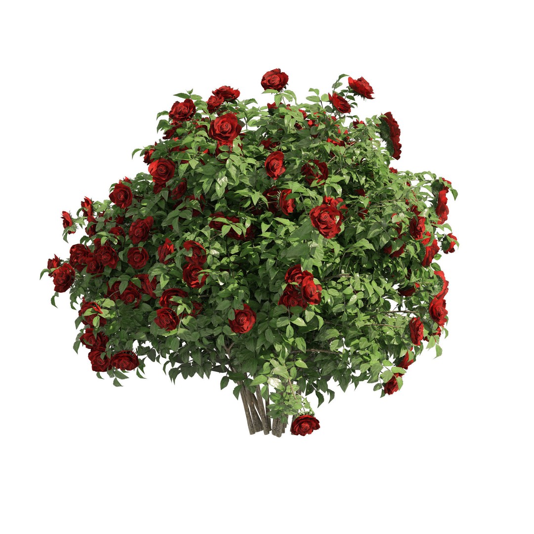 Red Rose Flower Bush 3D Model – Low Poly Game Asset, FBX, OBJ - View 3