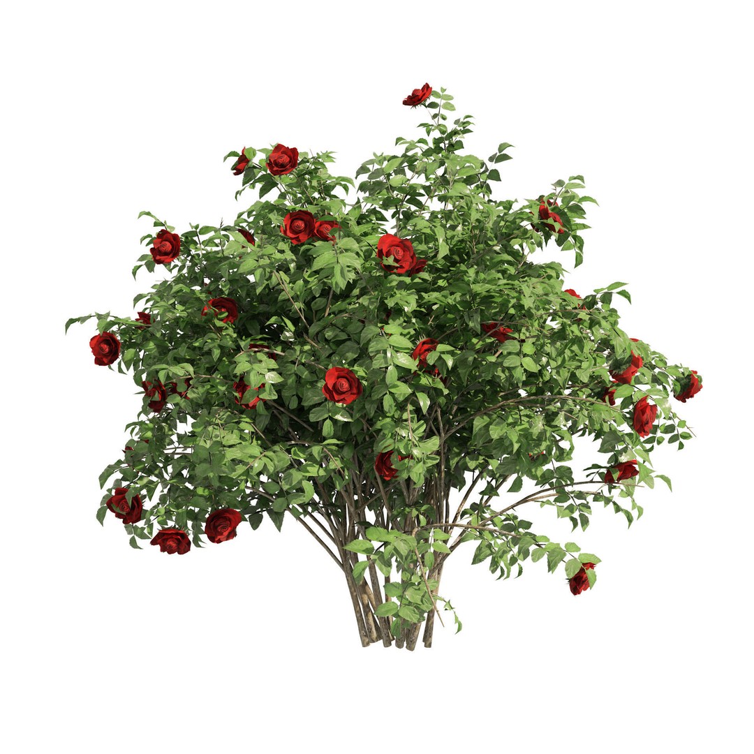 Red Rose Flower Bush 3D Model – Low Poly Game Asset, FBX, OBJ - View 4