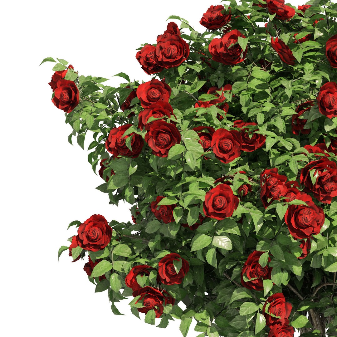 Red Rose Flower Bush 3D Model – Low Poly Game Asset, FBX, OBJ - View 6