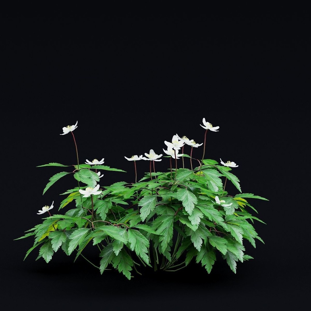 Anemona Nemorosa 3D Model – High Poly Flower Asset, FBX, OBJ