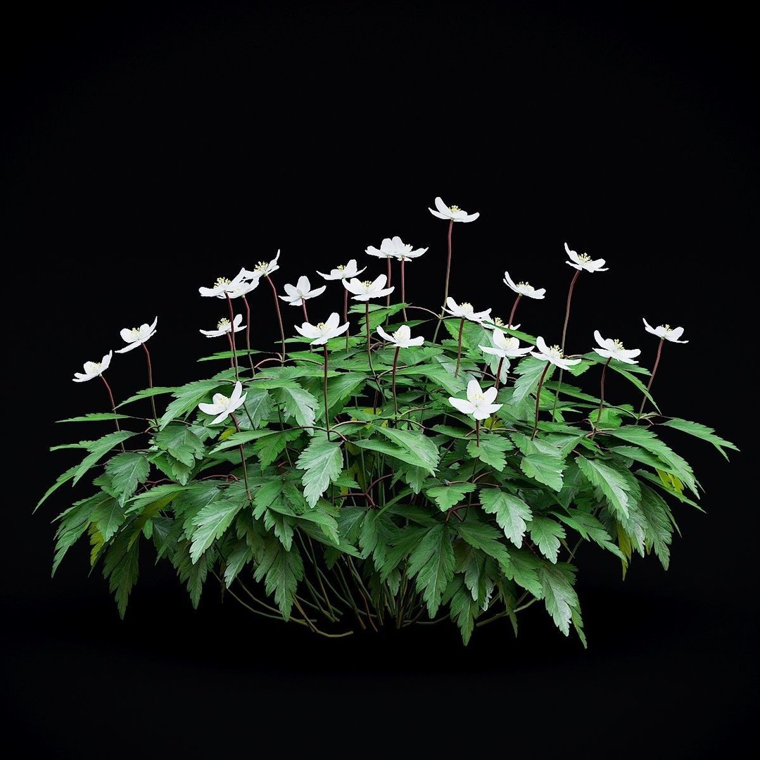 Anemona Nemorosa 3D Model – High Poly Flower Asset, FBX, OBJ - View 4
