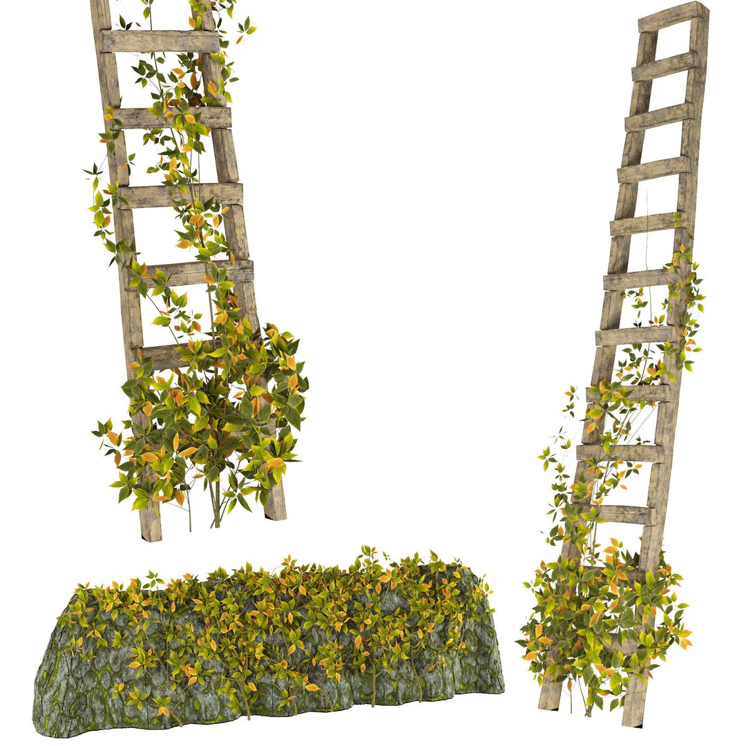 Vine Climber Plant on Ladder 3D Model – Low Poly, Rigged, Game Ready