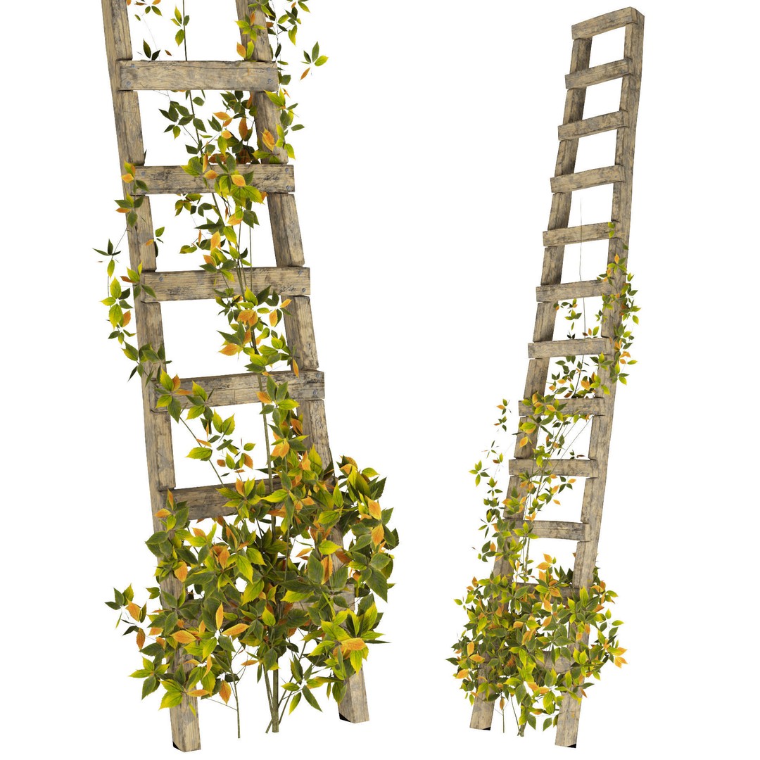 Vine Climber Plant on Ladder 3D Model – Low Poly, Rigged, Game Ready - View 3