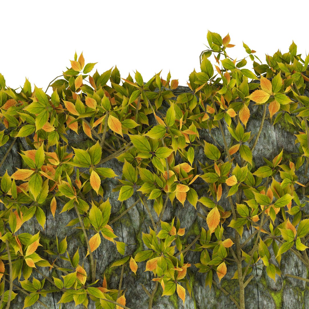 Vine Climber Plant on Ladder 3D Model – Low Poly, Rigged, Game Ready - View 4