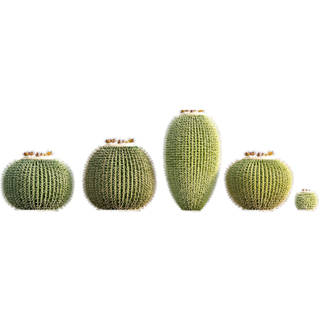 Desert Garden 3D Model – High Quality Plant Bundle, FBX - View 10