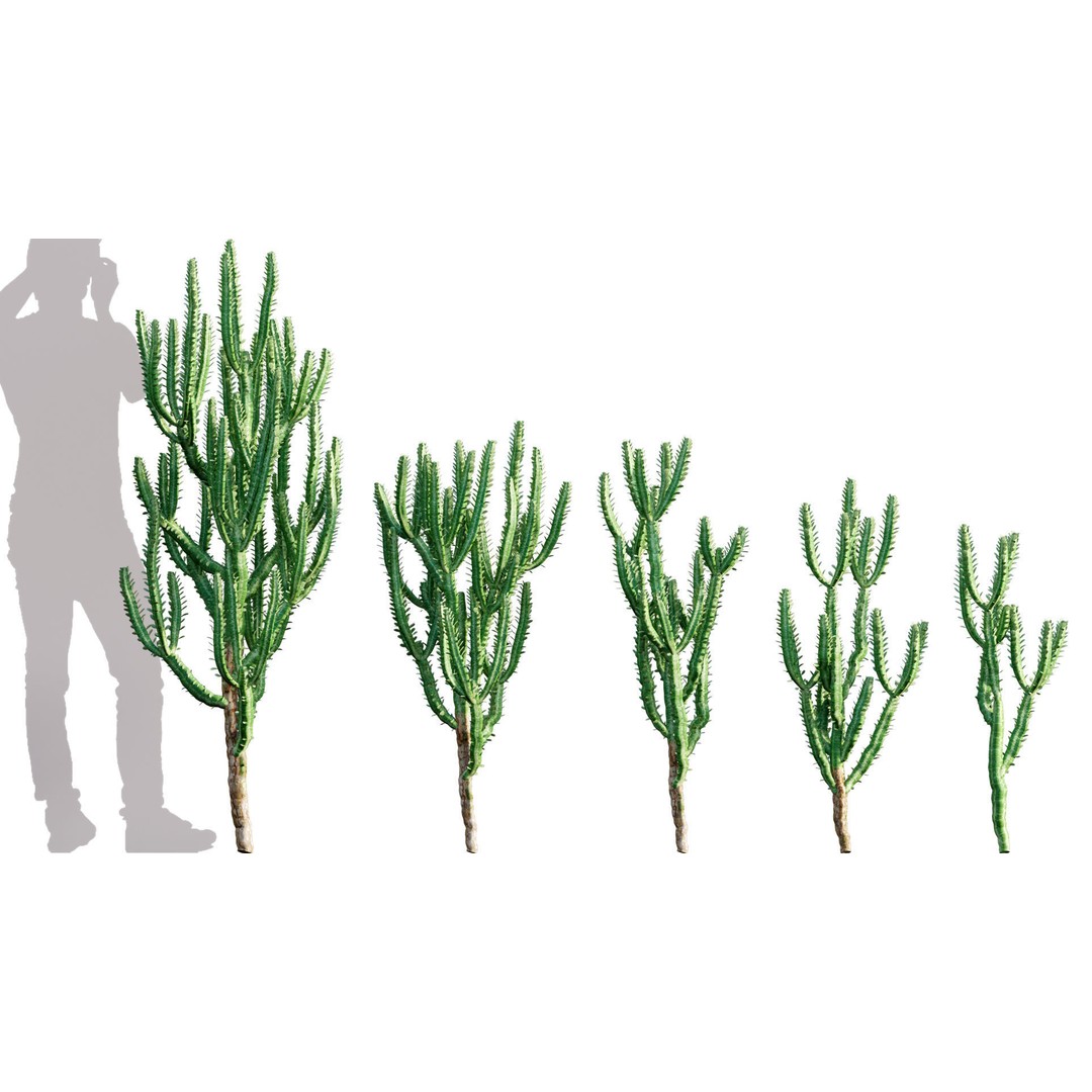 Desert Garden 3D Model – High Quality Plant Bundle, FBX - View 11