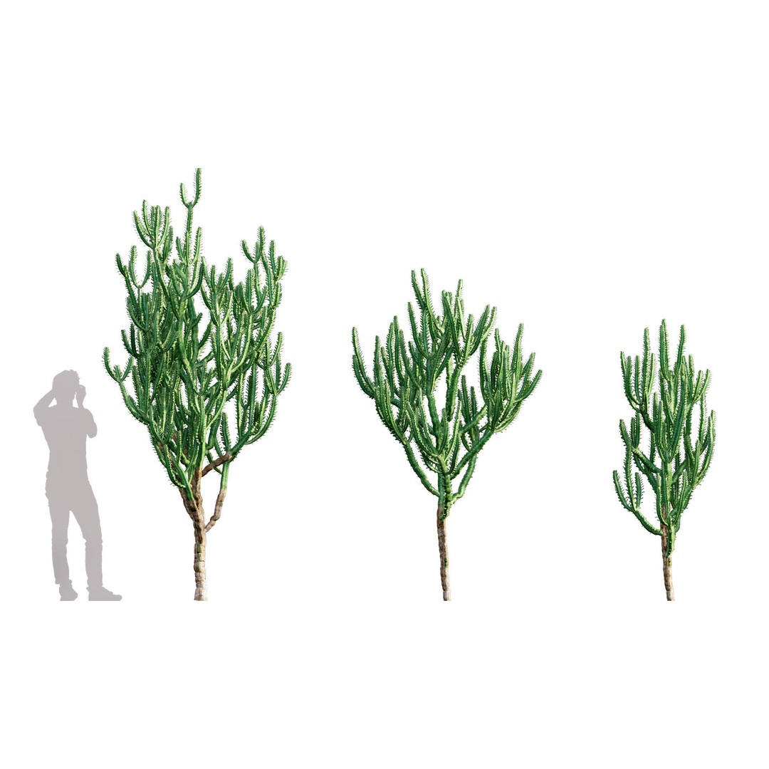 Desert Garden 3D Model – High Quality Plant Bundle, FBX - View 15