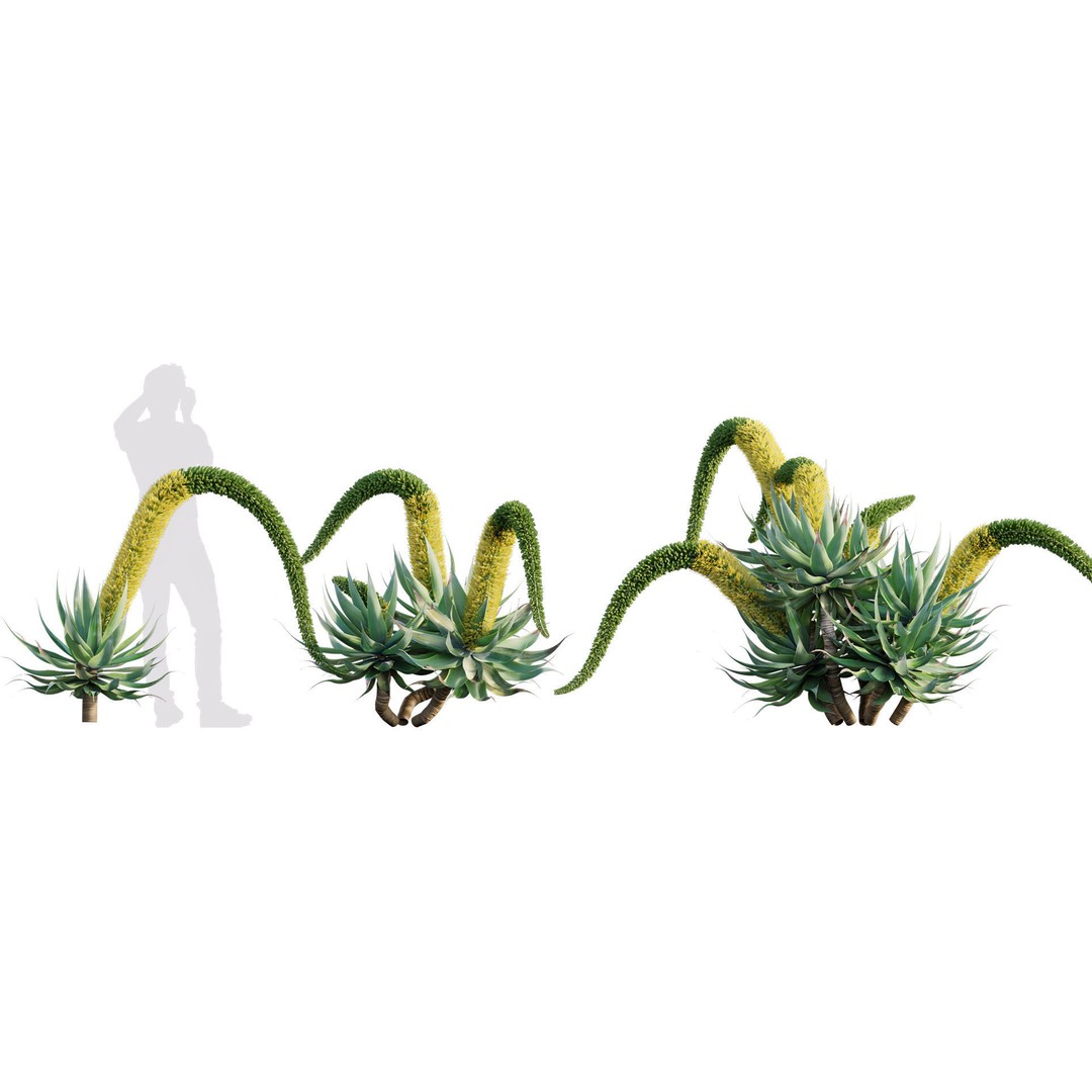 Desert Garden 3D Model – High Quality Plant Bundle, FBX - View 5