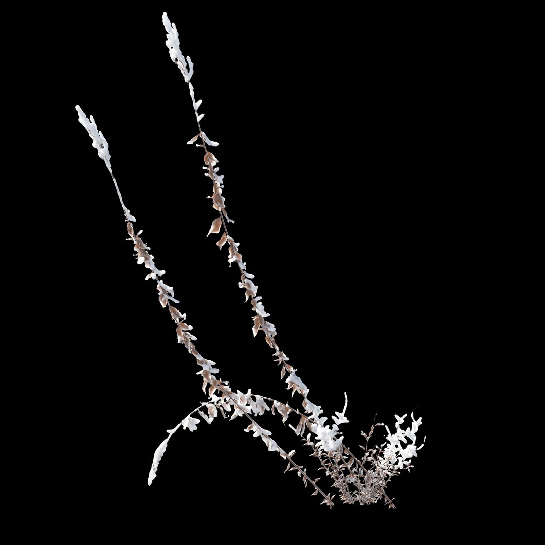Winter Plants 3D Model – Detailed Polygon Mesh with Textures - View 4