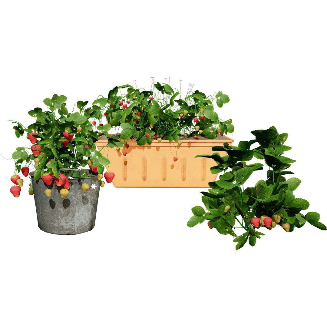 Vegetable Plant 3D Model – Low Poly Game Ready Asset, FBX, PBR - View 13