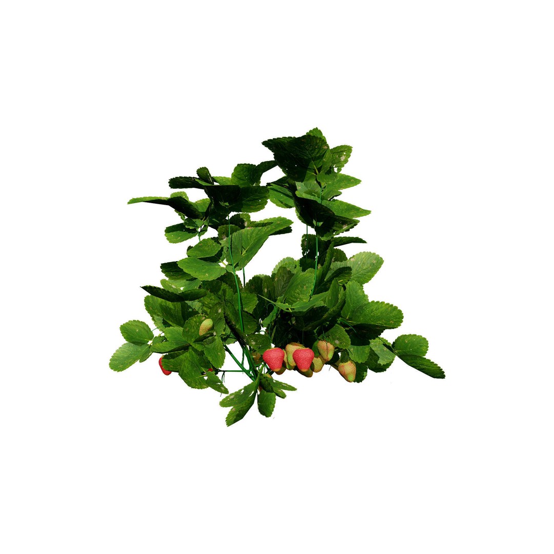 Vegetable Plant 3D Model – Low Poly Game Ready Asset, FBX, PBR - View 16