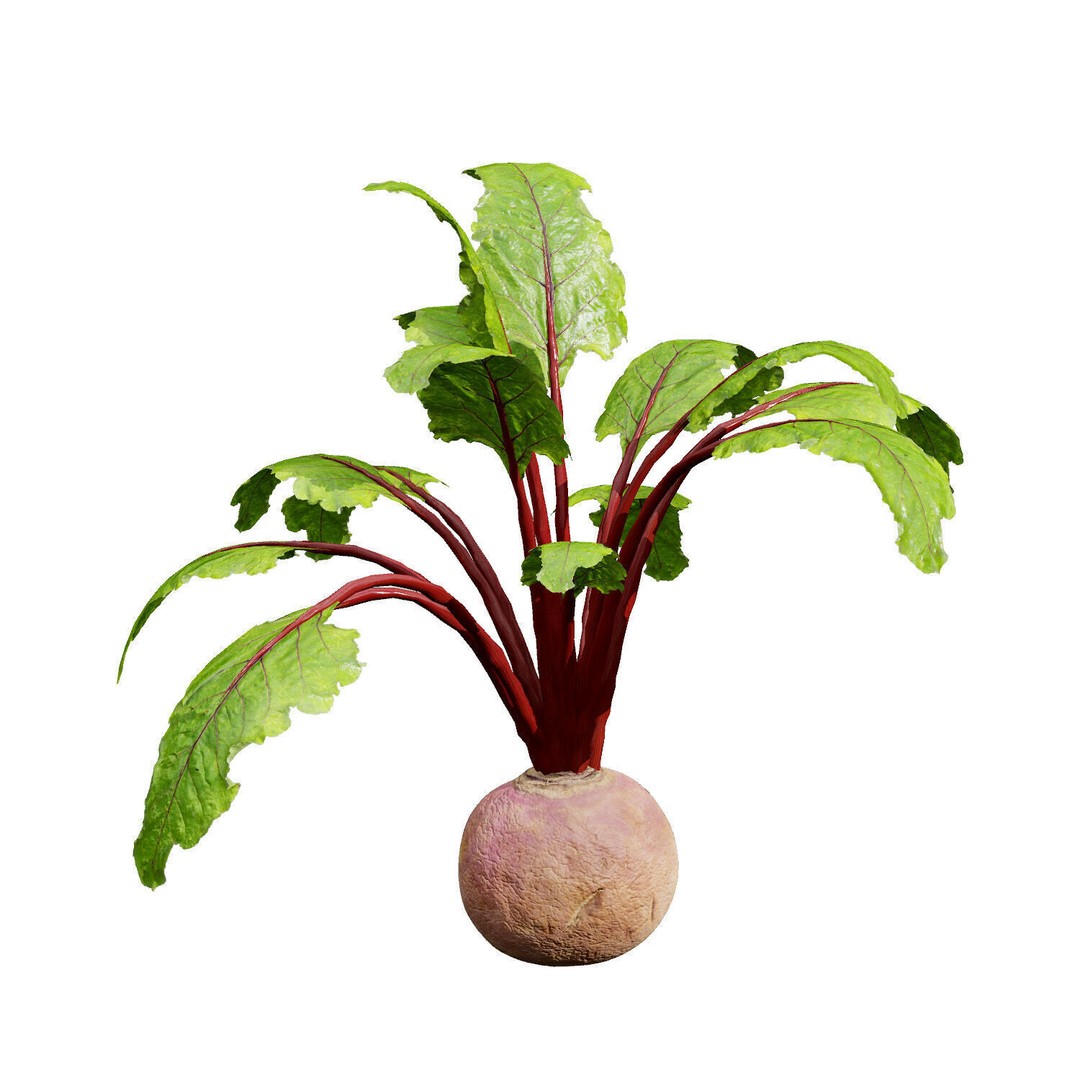 Vegetable Plant 3D Model – Low Poly Game Ready Asset, FBX, PBR - View 17