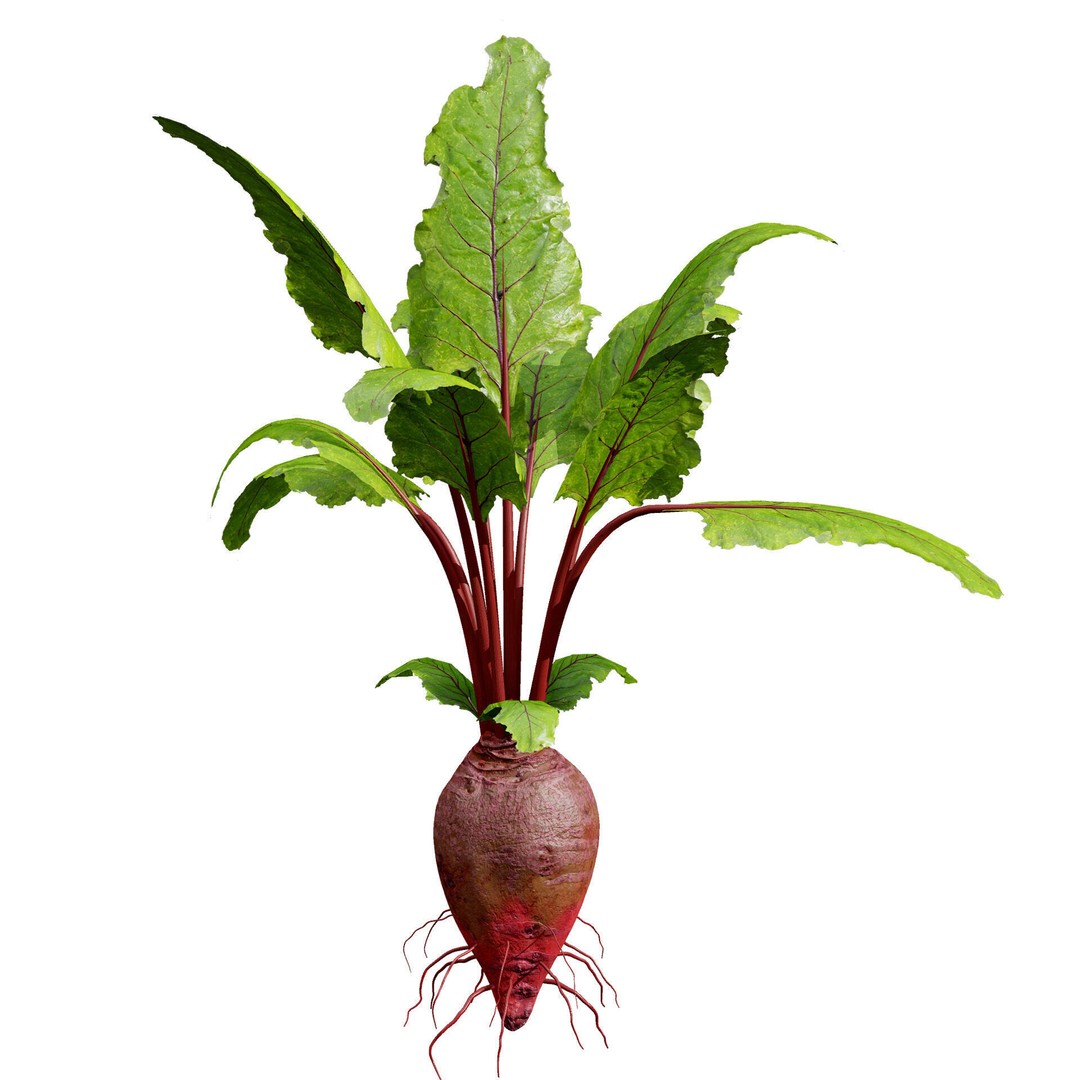 Vegetable Plant 3D Model – Low Poly Game Ready Asset, FBX, PBR - View 18