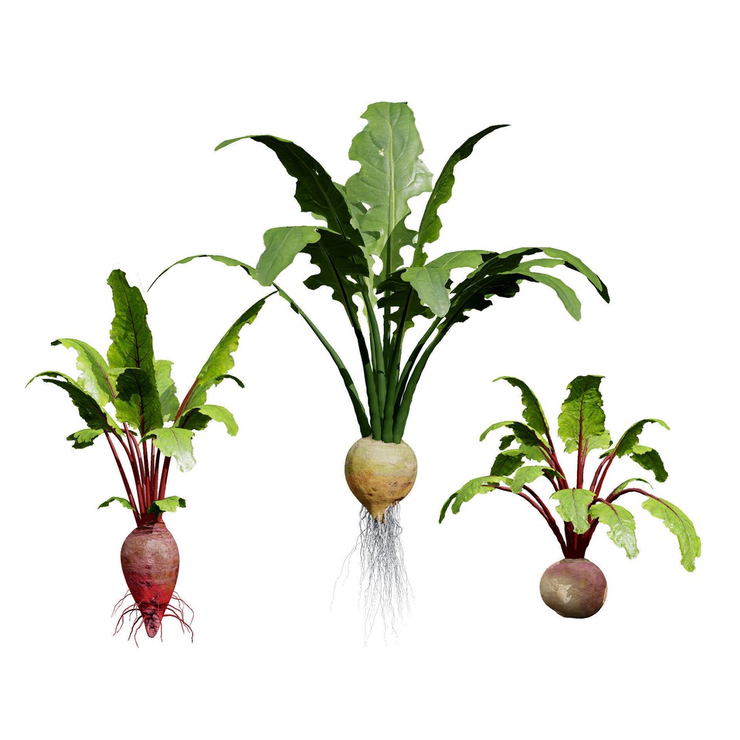 Vegetable Plant 3D Model – Low Poly Game Ready Asset, FBX, PBR - View 19