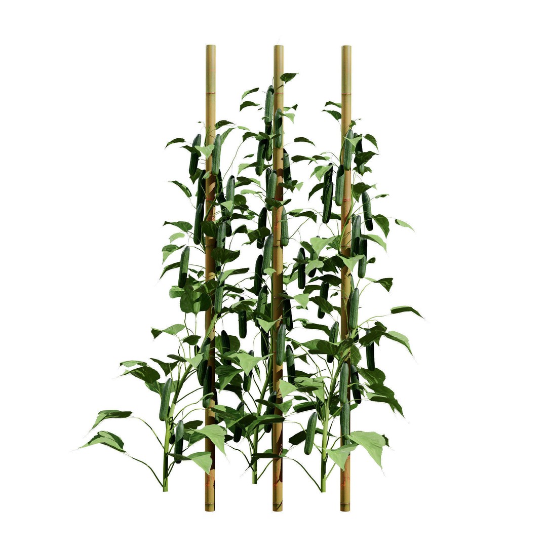 Vegetable Plant 3D Model – Low Poly Game Ready Asset, FBX, PBR - View 20