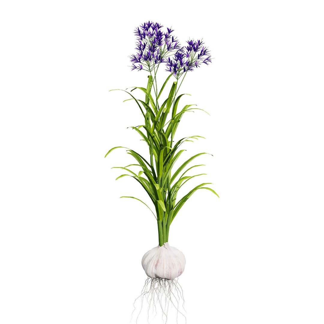 Vegetable Plant 3D Model – Low Poly Game Ready Asset, FBX, PBR - View 24