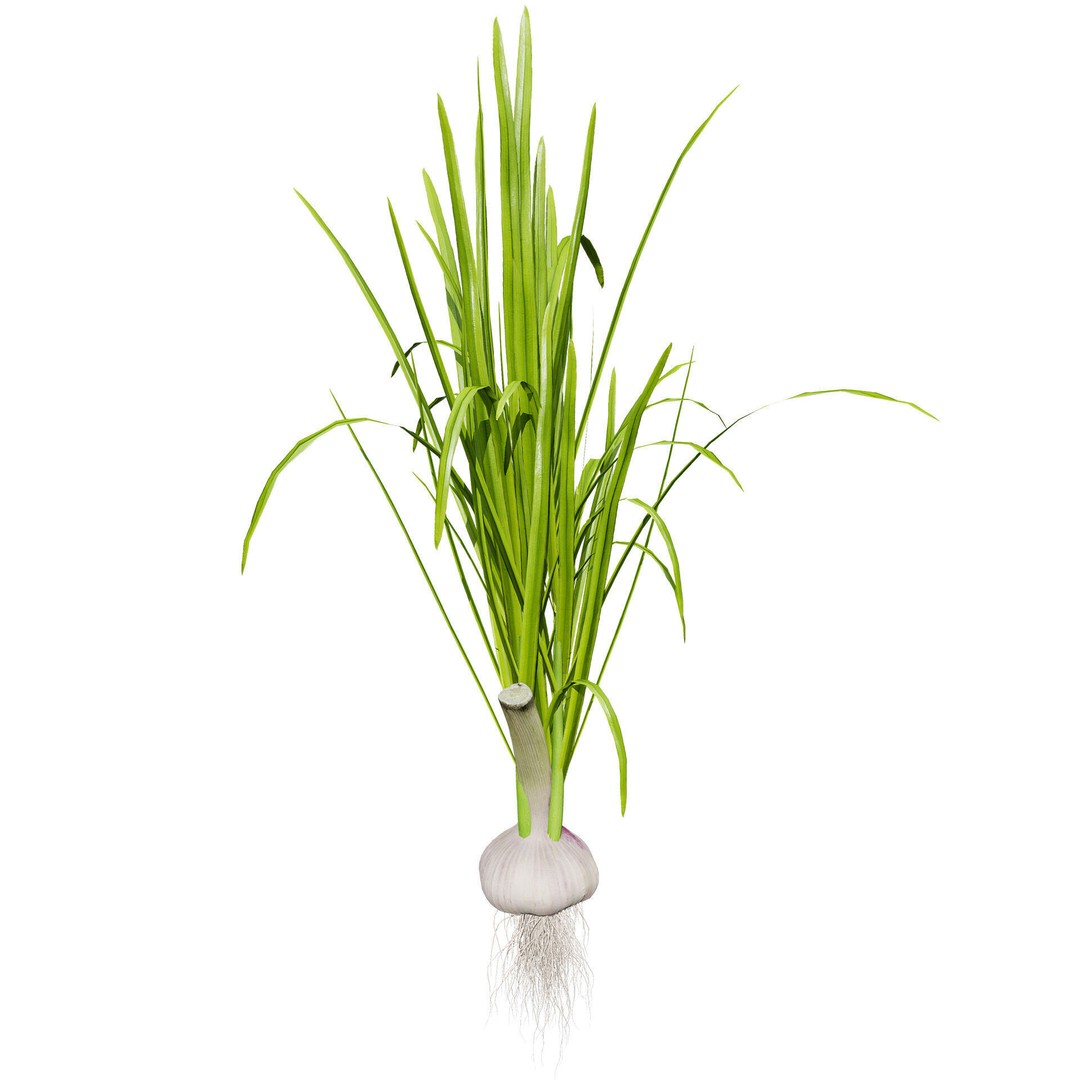 Vegetable Plant 3D Model – Low Poly Game Ready Asset, FBX, PBR - View 25