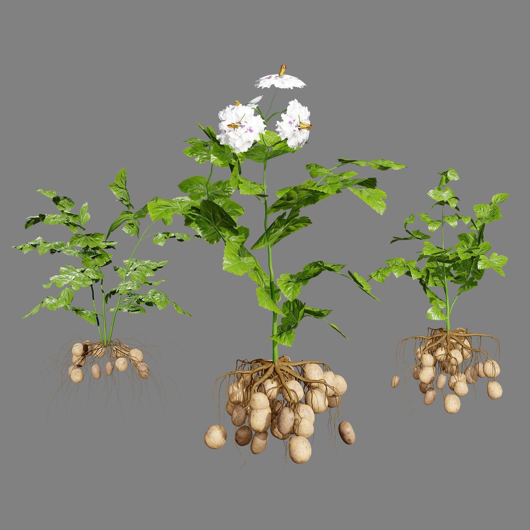 Vegetable Plant 3D Model – Low Poly Game Ready Asset, FBX, PBR - View 31