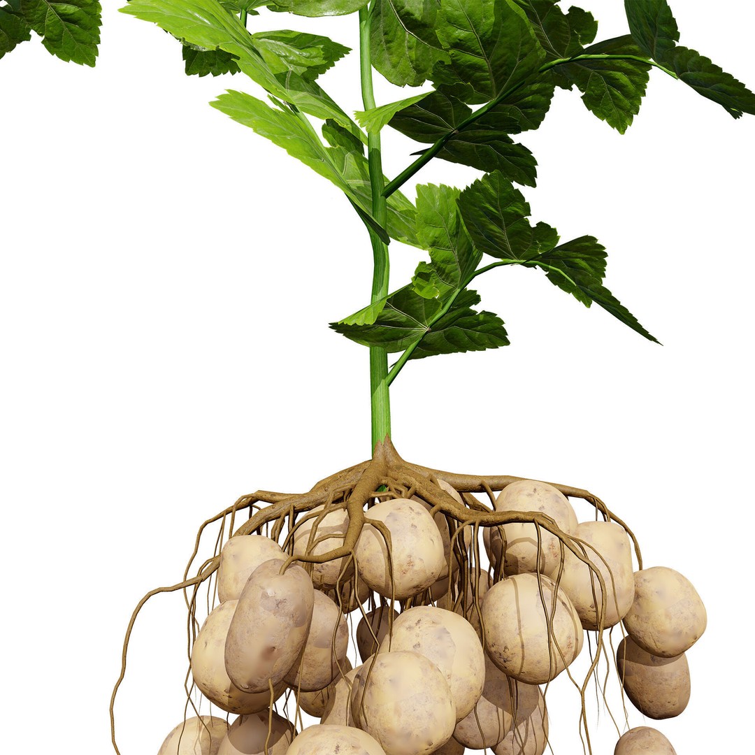 Vegetable Plant 3D Model – Low Poly Game Ready Asset, FBX, PBR - View 32