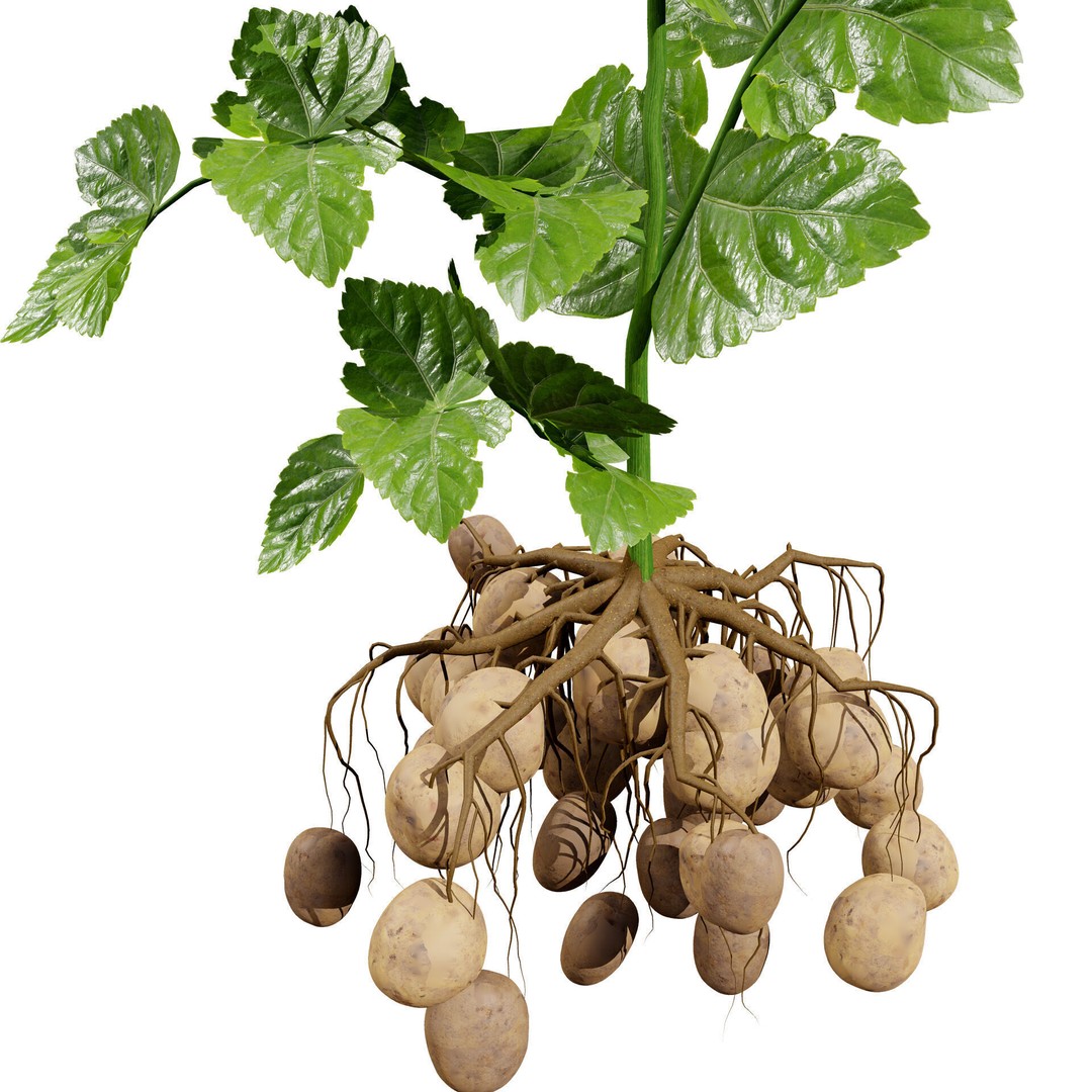 Vegetable Plant 3D Model – Low Poly Game Ready Asset, FBX, PBR - View 33