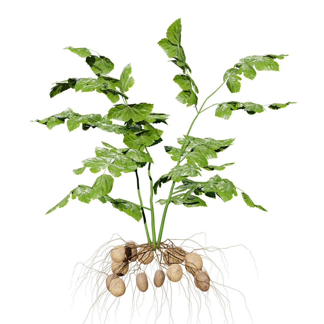 Vegetable Plant 3D Model – Low Poly Game Ready Asset, FBX, PBR - View 34