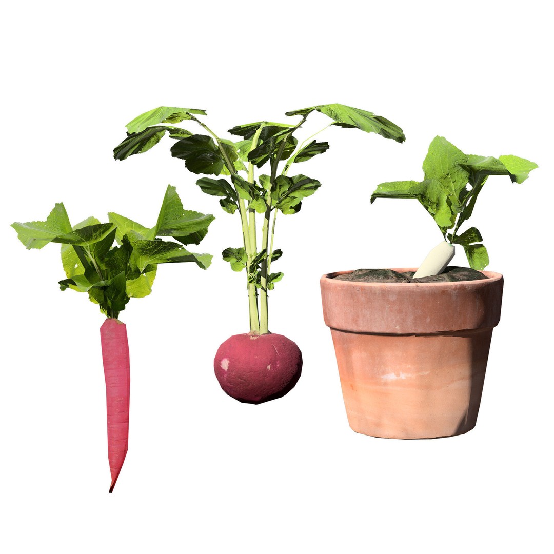 Vegetable Plant 3D Model – Low Poly Game Ready Asset, FBX, PBR - View 38